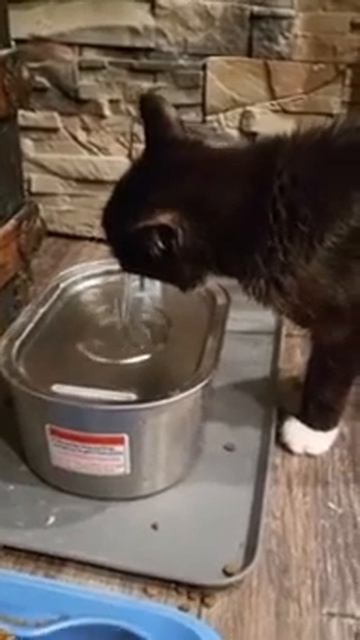 Cat Water Fountain review4 - Dogsfuns Pet Fountain-Automatic Cat Water Fountain смотреть онлайн
