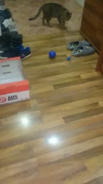 Trixie turbinio pro kočku смотреть онлайн