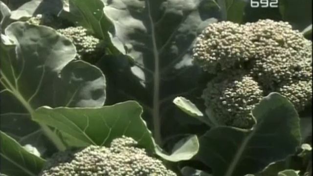 Secerac, Brokoli, Rastan, Bamija ...