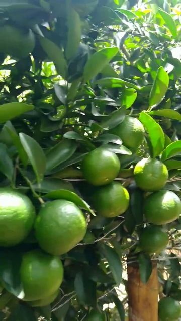 Ponkan Incredible Nature Rural Life #Shorts #Nature#Life