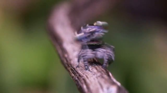 6 Colorful Peacock Spiders Caught On Video смотреть онлайн