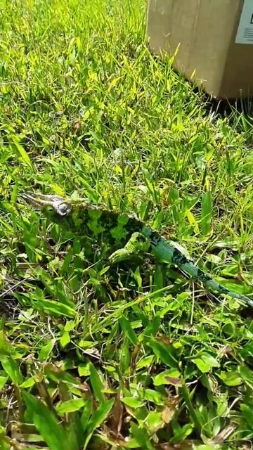 Jackson chameleon смотреть онлайн