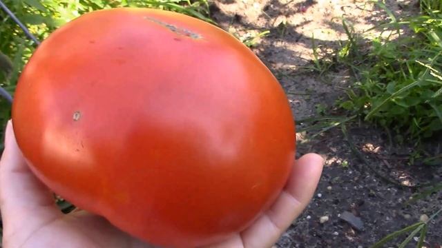 Tomate com 600 gramas смотреть онлайн
