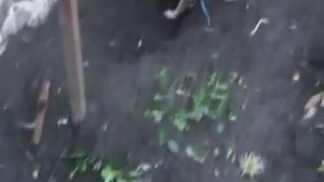 Тётушка закладывает ореховый сад