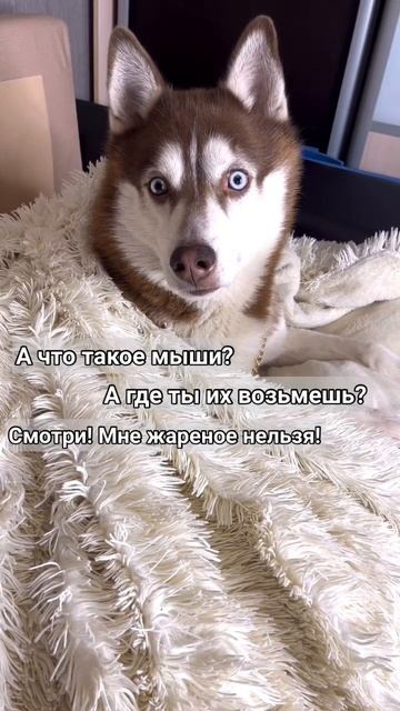 А ваш корм подорожал? 😁 #хаски #собака #собакаулыбака #собакадругчеловека #собакаприколы #животные смотреть онлайн