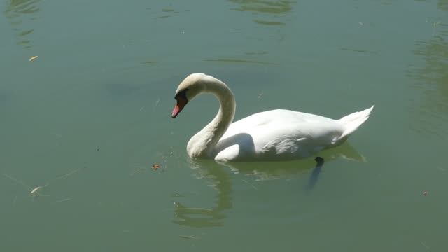 Водоплавающие в парке. смотреть онлайн