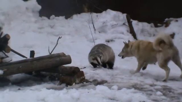 Улька 1год притравка по барсуку смотреть онлайн