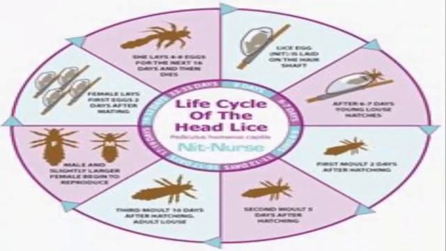 HEAD LICE AND DANDRUFF PROBLEMS This Will Solve Your Problem new event смотреть онлайн