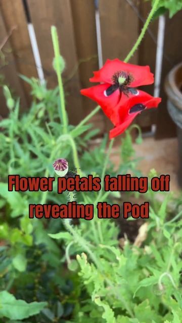 Happy Memorial Day! The red poppy symbolizes ☮️, resilience, and remembrance for the fallen soldier смотреть онлайн
