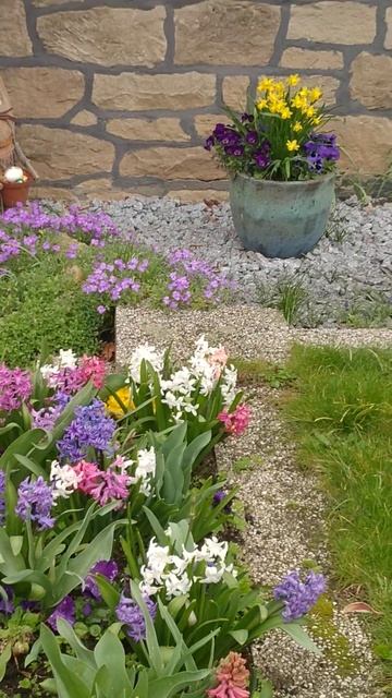 Гиацинты шикарные расцветки.