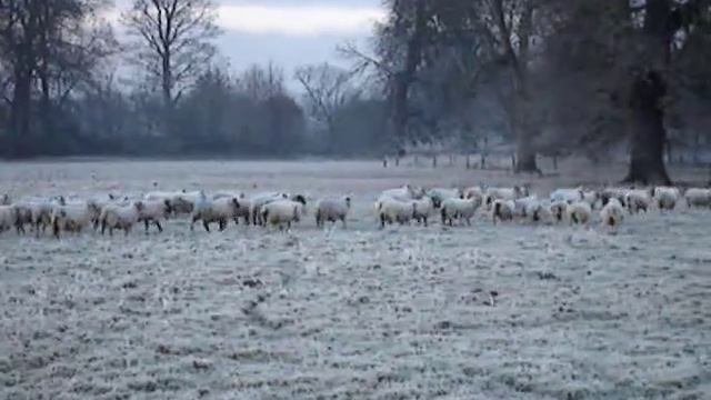 Sheep Documentary смотреть онлайн
