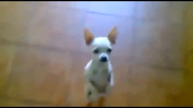 Танцующая собака Dancing, Marching & Jumping Choco Poodle Dog смотреть онлайн