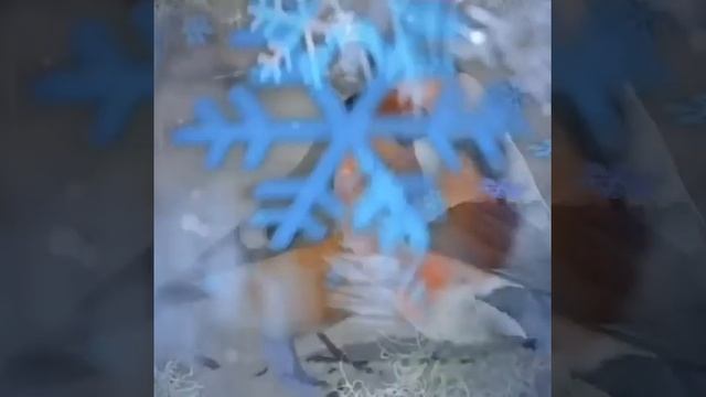 вот такую красоту я сделала под песню Леры Огонек "Снегири " Автор слаид шоу :Настёна Журавлёва смотреть онлайн