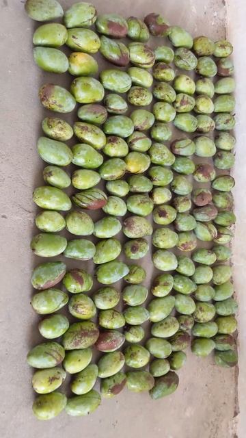 ❤️Harvest Mango🥭🥭🥭 смотреть онлайн