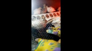 Когда убирать пеленку в брудере у перепелят.