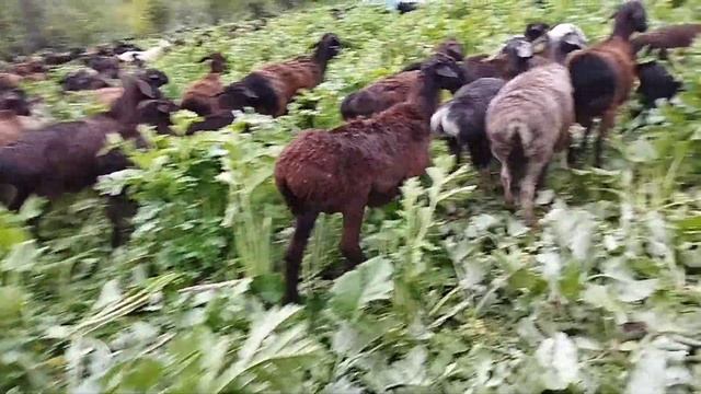 куй жайлавга брди05 05 2023 смотреть онлайн
