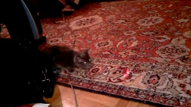 Кот разговаривает с точкой от лазерной указки смотреть онлайн