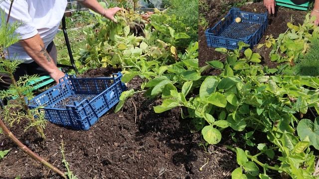 Hot Water in Hosepipe | Potato Reveals | Picking Some Blackcurrants смотреть онлайн
