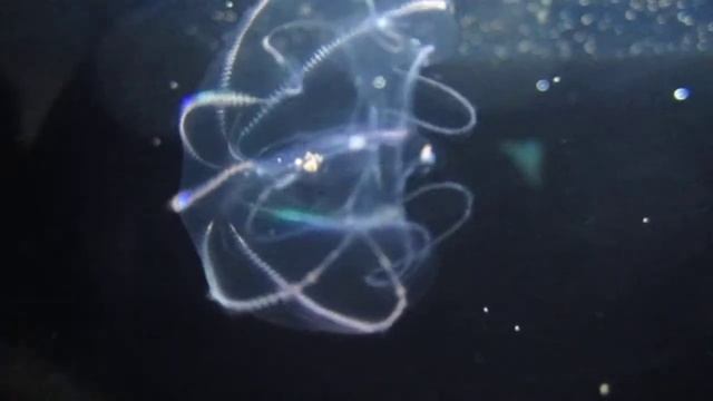 lobate ctenophore, sublime jelly fish смотреть онлайн