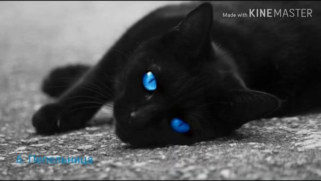 Коты воители в реальной жизни