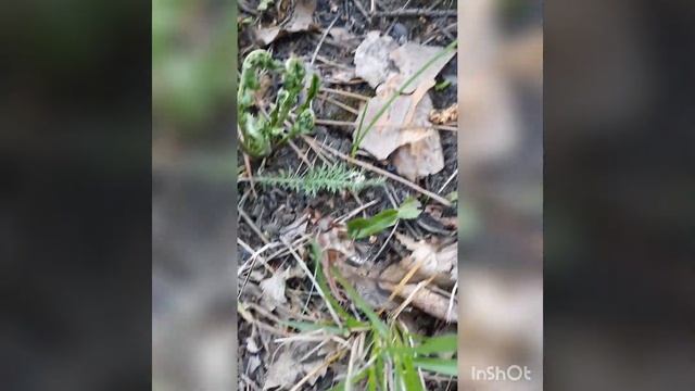 Спасение Майского жука) смотреть онлайн