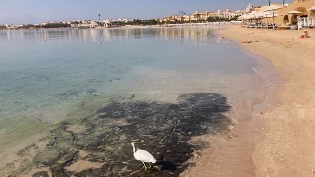 Цапля на пляже Andolouse смотреть онлайн