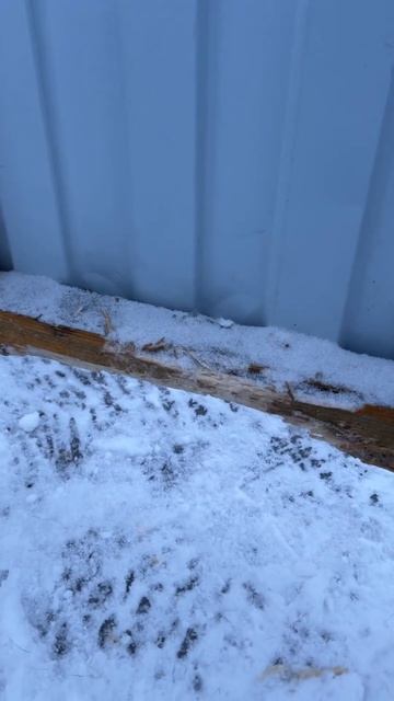 Собаки Бобры смотреть онлайн