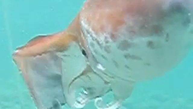 ムラサキダコ　青海島　仙崎ＤＳ смотреть онлайн