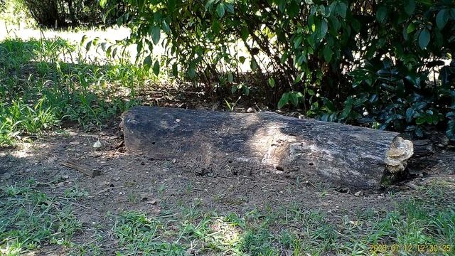 Kis énekesek rönk bogártanyán / Small songbirds on beetle egg-laying log site, Budapest (2020 nyár) смотреть онлайн