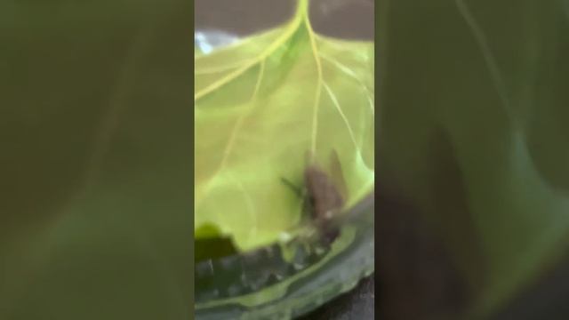 Это моя муха её имя вертолет 🚁 ей 10 дней смотреть онлайн