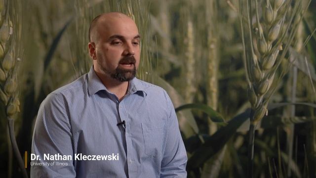 Fusarium Head Blight (FHB) of Wheat and Barley, Management Recommendations смотреть онлайн