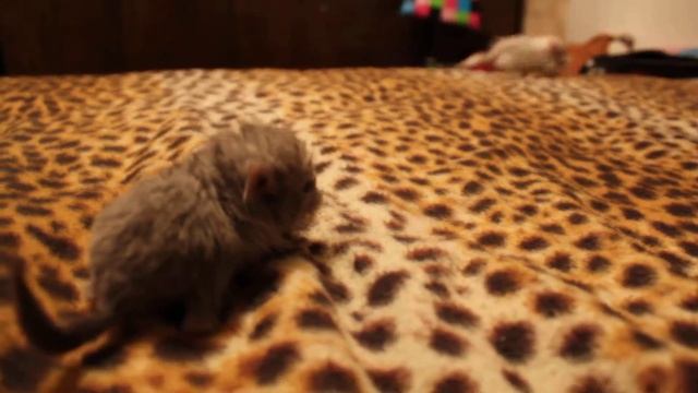 Шиншиллы смотреть онлайн