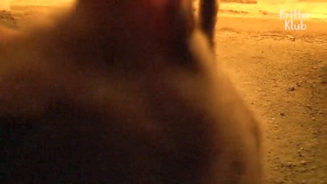 Кошка без ноги пытается сбежать от собак☹️ грустное видео смотреть онлайн
