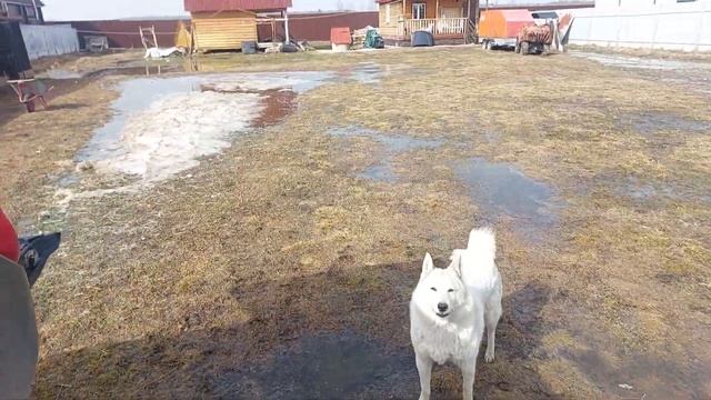 Встретили лайки с охоты смотреть онлайн