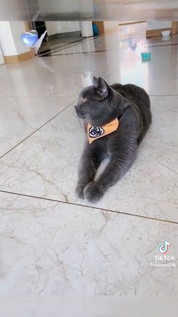 Funny Cat Most Brilliant Mind Hide a Food With His Clever Reaction 😂😂|#shorts | DAILY FUN ...