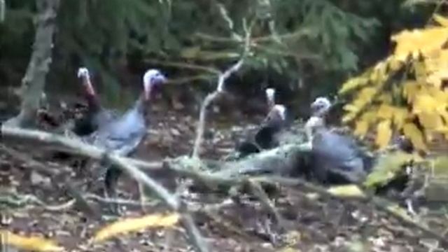 West Side Turkey Rumble смотреть онлайн