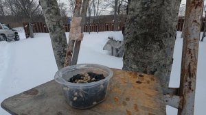 Помогаем птичкам перезимовать 🐦 #птицы #зима #перезимовать