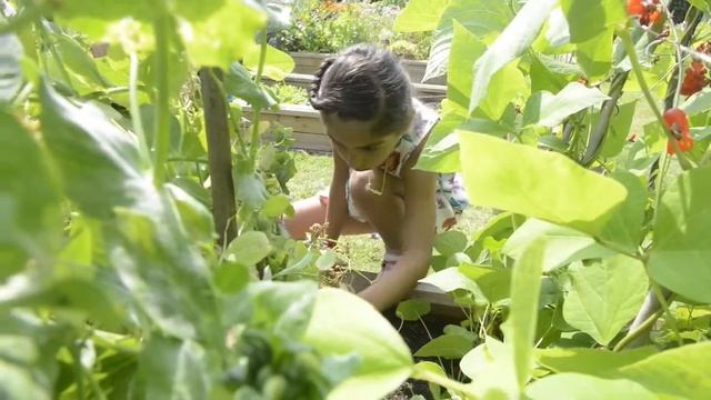 Edible Gardening Project, community plots 2014 смотреть онлайн