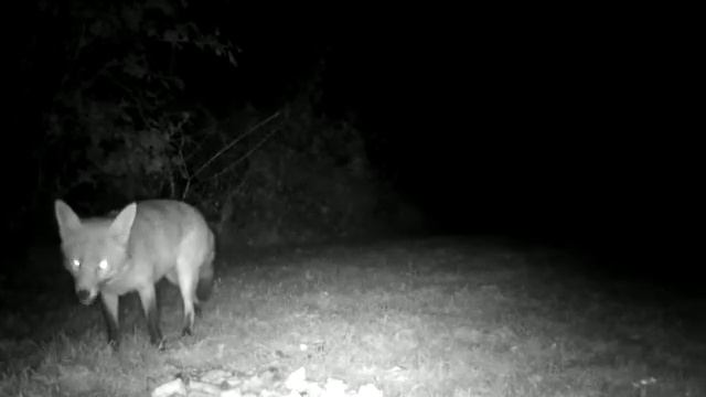 sid the Fox 13/10/21 смотреть онлайн