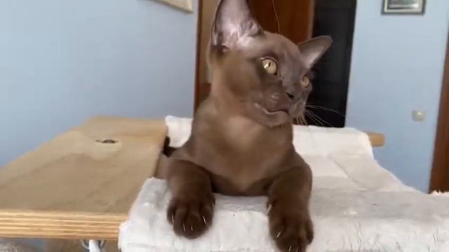 Aldis Walen смотреть онлайн