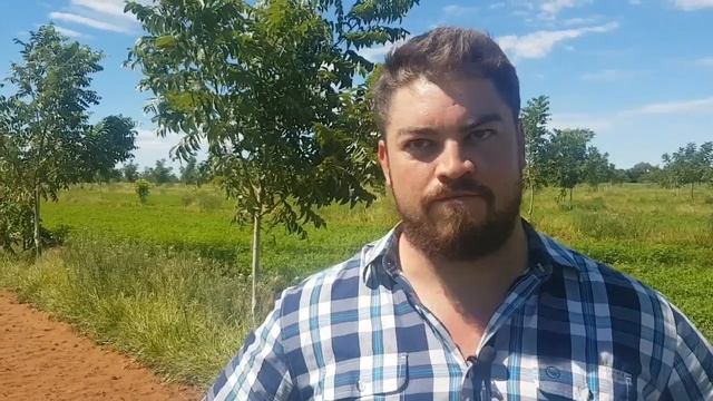 'Cash Crops' between pecan trees смотреть онлайн