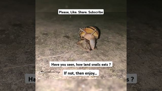 The Giant African Land Snail(Lissachatina fulica) eating dry leave. #snail #snaileating #biology смотреть онлайн