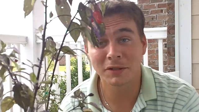 Ancient Heirloom Purple Peppers - Grown by Native Indians of South America, Calico смотреть онлайн