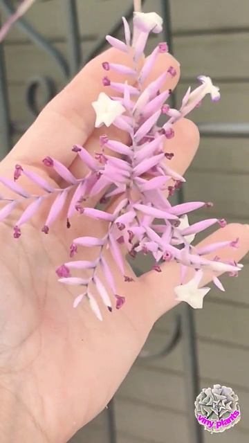 tillandsia straminea flor