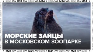 Морские зайцы появились в Московском зоопарке - Москва 24