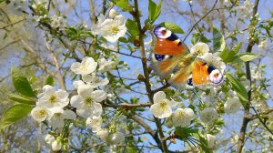 Яблоневый сад