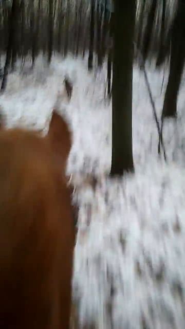 Буфет галопом в лесу