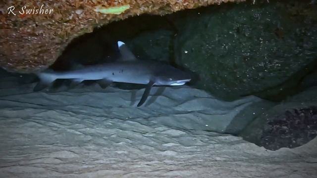 The Sharks of Shark's Cove on Oahu's North Shore смотреть онлайн