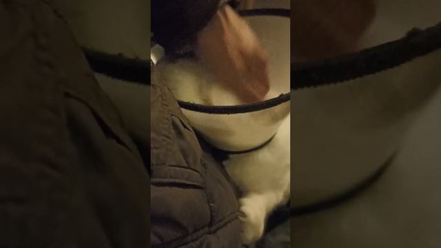 Кошка Ляпа (инфаркт почки, рана и тд) после 2 недель лечения. Обнимашки.