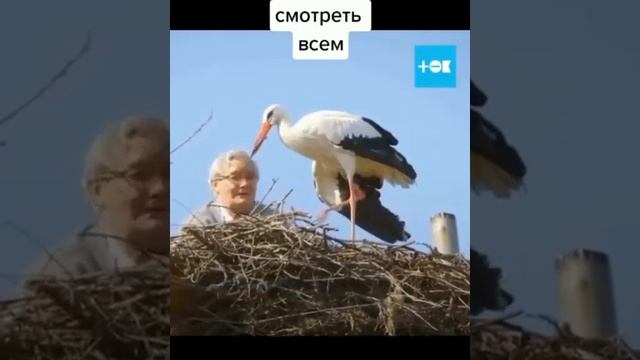 аисты смотреть онлайн